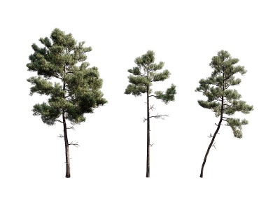 3d松树植物模型
