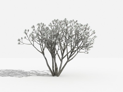 白玉兰灌木模型3d模型