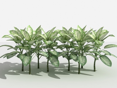 3d斑马万年青灌木树植物模型