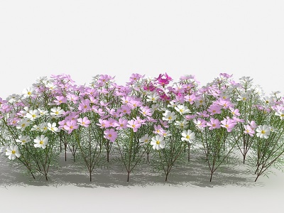 3d波斯菊灌木树植物模型