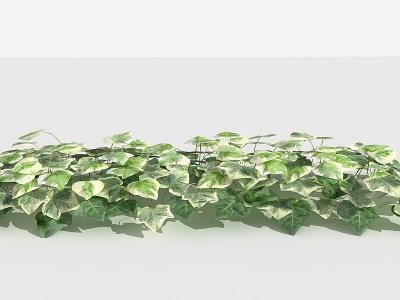 3d中式常春藤灌木树植物模型