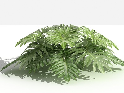 春羽灌木树植物模型3d模型