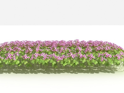 3d中式红花酢浆草灌木模型