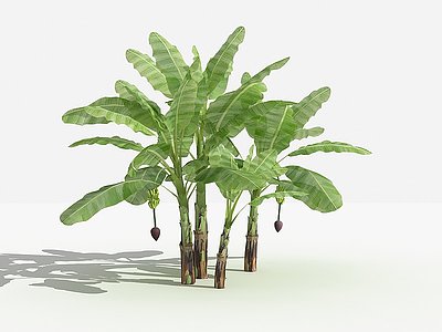 3d中式芭蕉灌木植物模型