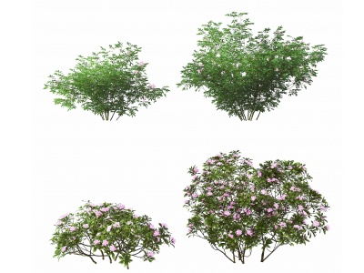 3d现代绿植灌木模型