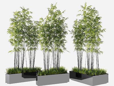 现代竹子盆栽模型3d模型