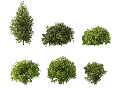 现代灌木绿植模型