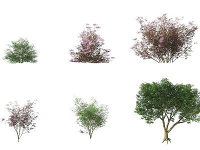 现代接骨木灌木模型3d模型