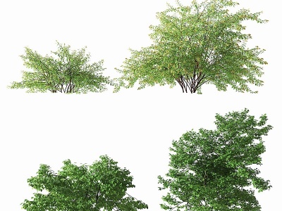 现代植物灌木模型3d模型