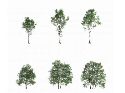 3d现代景观树木模型