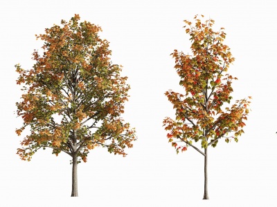 3d现代秋季树模型