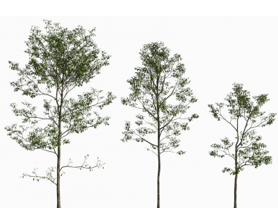 现代景观树杨树模型3d模型