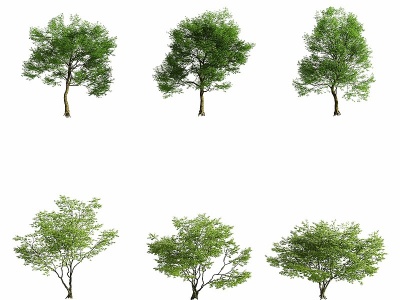 3d现代城市街道树木模型