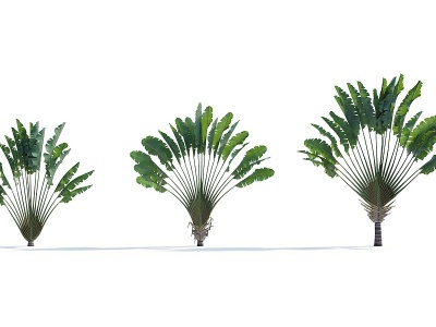 3d现代热带植物模型
