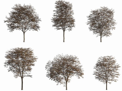 3d现代樱桃树模型