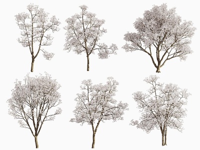 3d现代玉兰树景观树模型