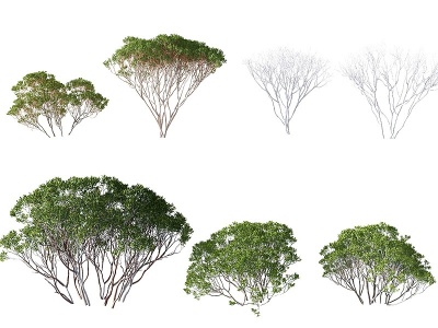 3d现代红树灌木模型