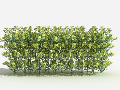 3d中式迎春柳绿篱灌木树植物模型