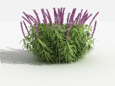 3d中式紫柳灌木树植物模型