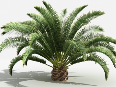 3d中式加纳利海枣灌木树植物模型