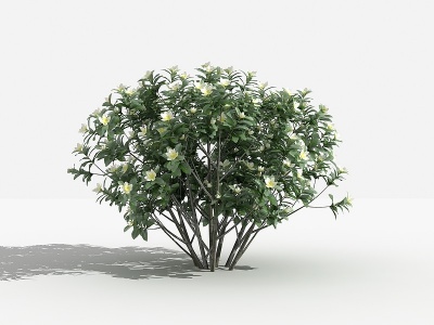 3d中式云南含笑灌木树植物模型