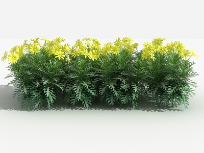 3d中式云南蓍草灌木树模型