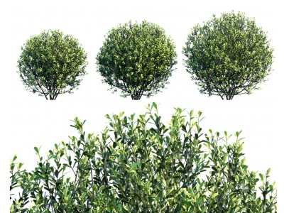 3d现代植物灌木树绿篱模型