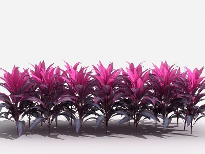 3d中式茱蕉灌木树植物模型