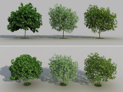 3d现代柠檬果树模型