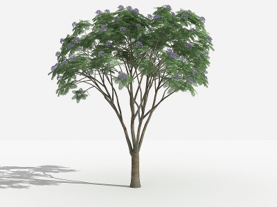3d中式兰花楹灌木模型