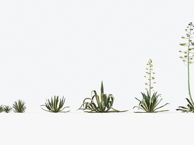 3d现代沙漠植物花草模型