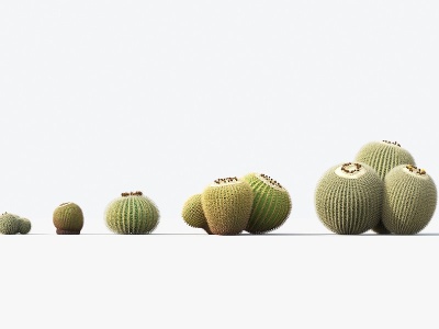 3d现代植物盆栽仙人球模型