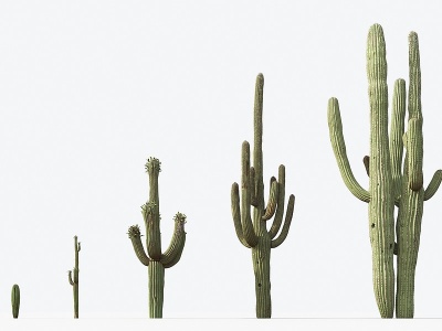 3d现代植物仙人掌模型