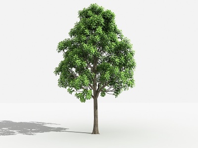 3d大叶樟灌木树植物模型