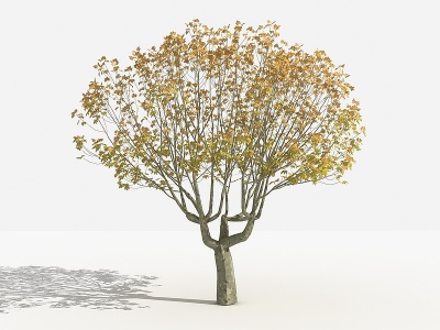 3d法国梧桐灌木树模型