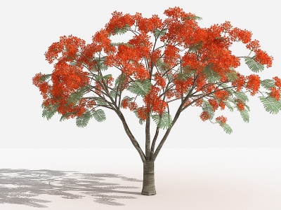 3d凤凰木灌木树模型