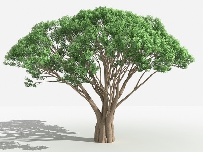 3d高山榕灌木树植物模型