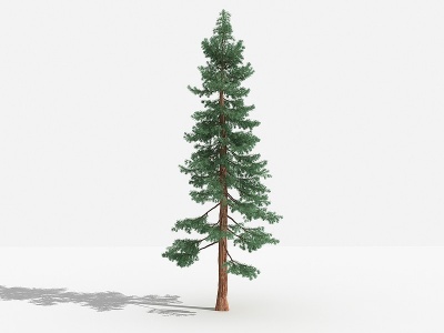 3d北美红杉灌木树植物模型