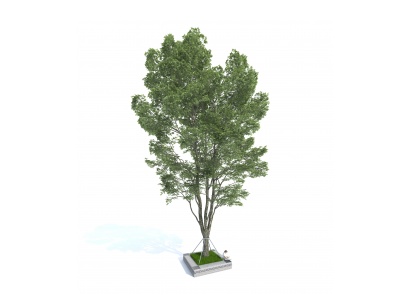 3d中式树景观树模型
