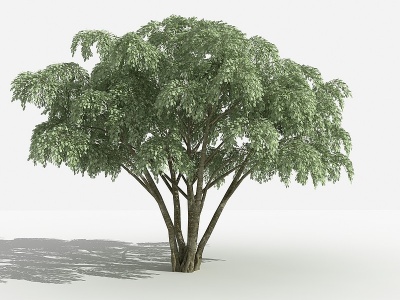 3d垂叶榕灌木树植物模型