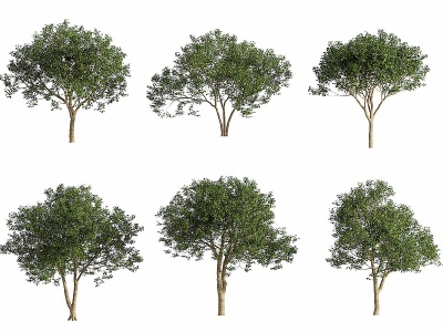 现代月桂树植物模型3d模型