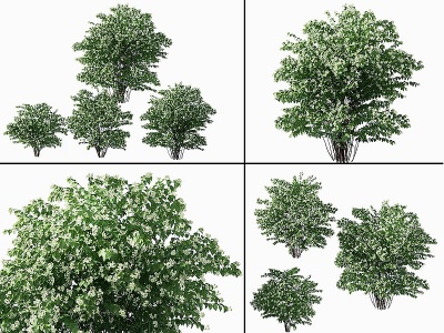3d现代灌木,矮树模型