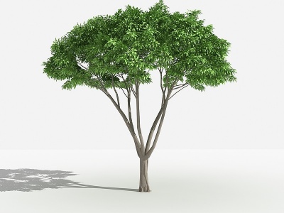 3d中式黄葛榕灌木树植物模型