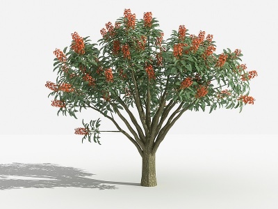 3d中式鸡冠刺桐灌木模型