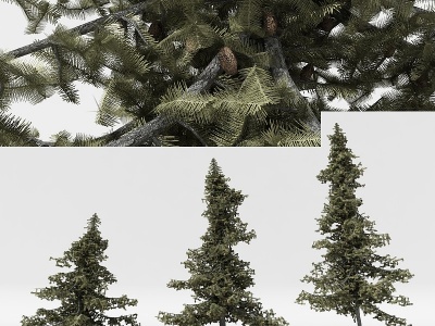 中式松树景观树庭院树树模型3d模型