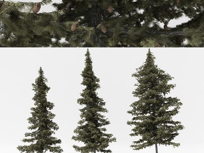 3d中式松树模型