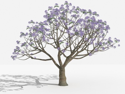 新中式兰花楹灌木树模型3d模型