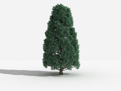 3d中式罗汉松灌木树模型