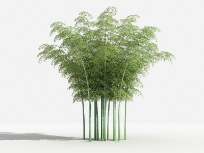 3d中式毛竹灌木树模型