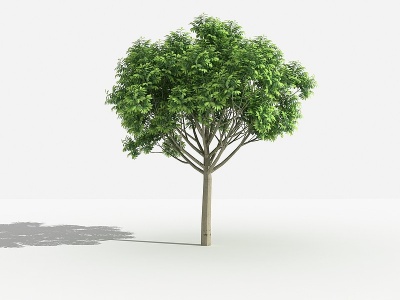 3d中式天竺桂灌木树模型